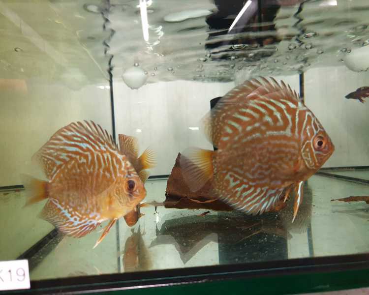 Snake Skin Discus ~ 7.5cm